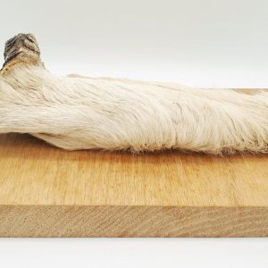 Beef Skin Leg Roll (long lasting)
